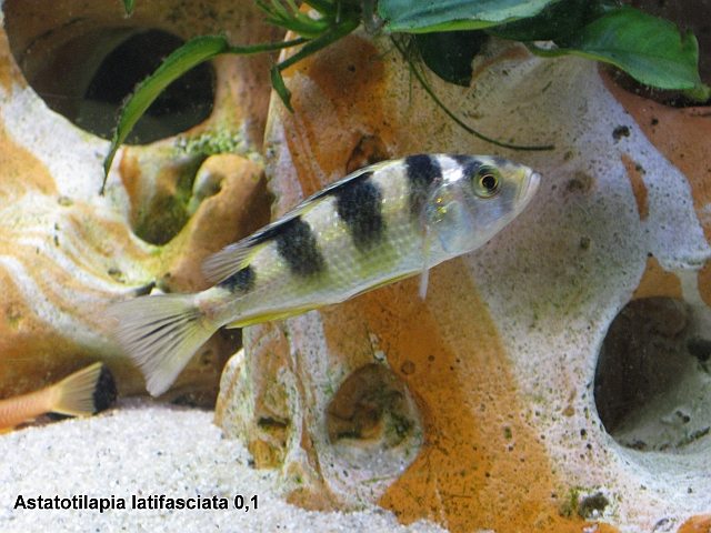 Astatotilapia latifasciata 0,1